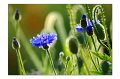 Blumenwiese M 04